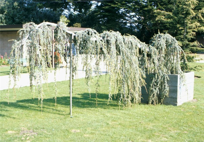 Plant photo of: Cedrus atlantica 'Glauca Pendula'