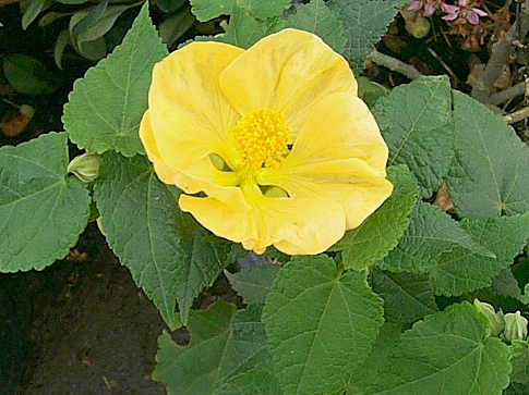 Flowering Maple, Chinese Lantern