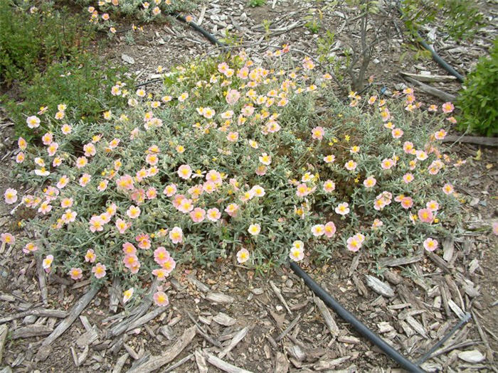 Helianthemum nummularium 'Wisley Pink'