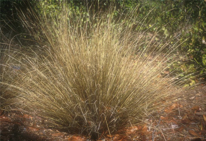 Plant photo of: Carex buchananii