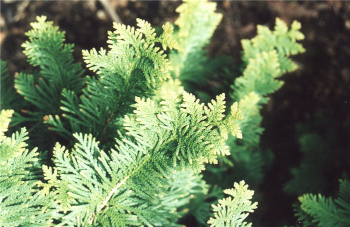 Thuja occidentalis