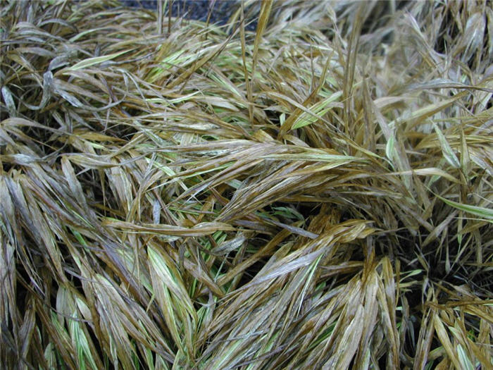 Golden Variegated Forest Grass