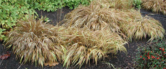 Plant photo of: Hakonechloa macra 'Aureola'