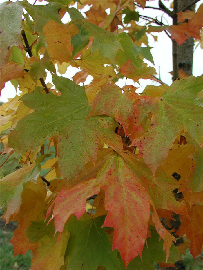 Acer platanoides 'Columnare'