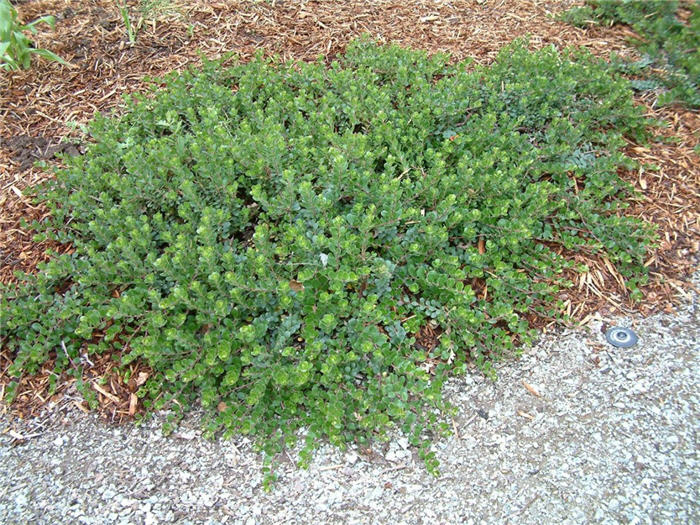 Arctostaphylos uva-ursi