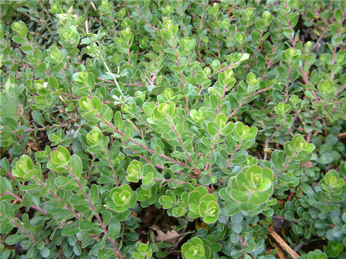 Plant photo of: Arctostaphylos uva-ursi