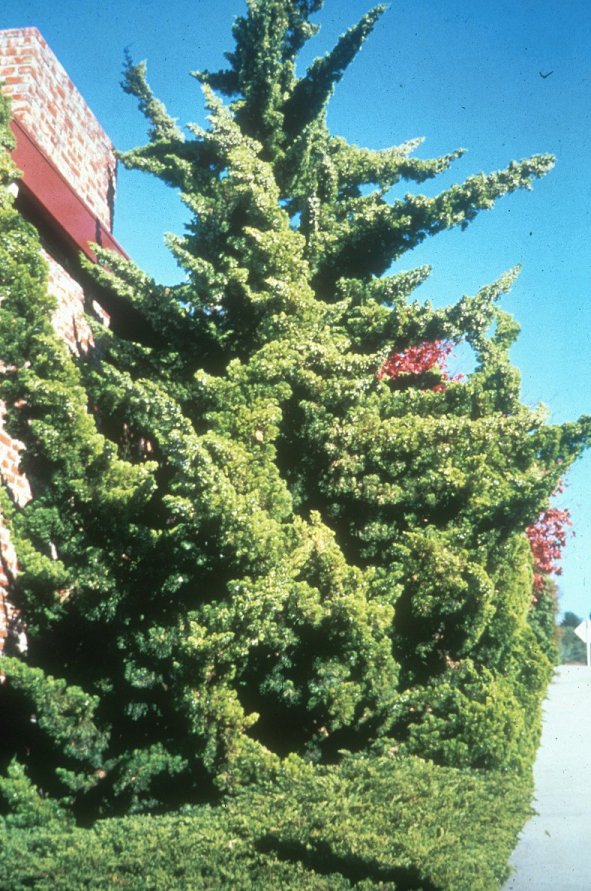 Juniperus chinensis 'Kaizuka'