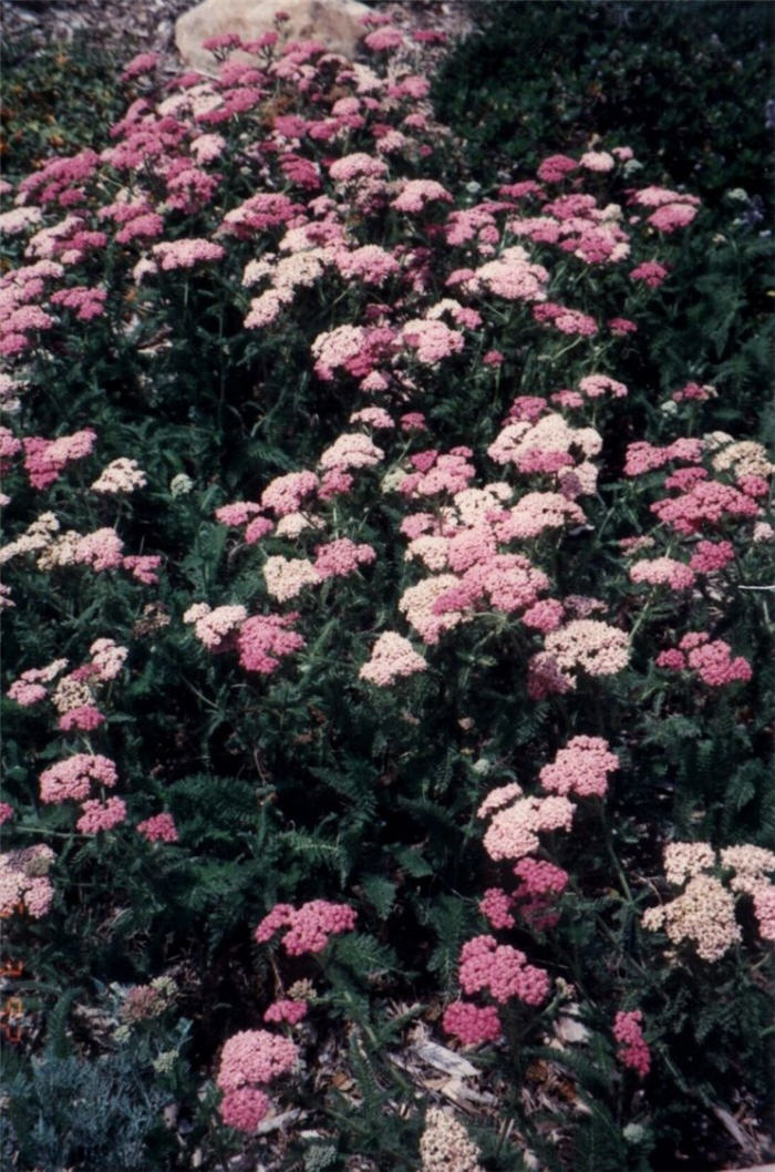 Achillea millefolium occidentalis