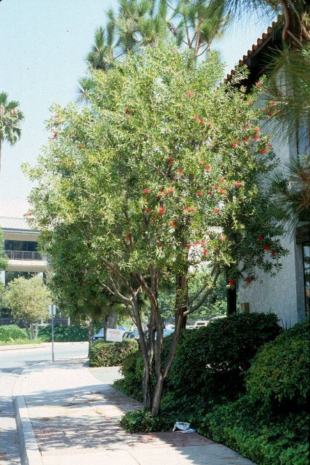 Callistemon citrinus