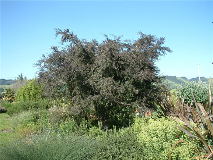 Plant photo of: Acacia baileyana 'Purpurea'