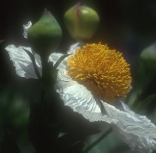 Cal Native Plants