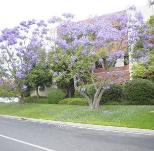 Flowering Trees