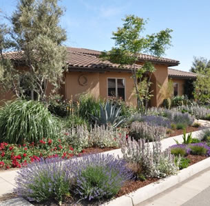 Colorful Xeriscape