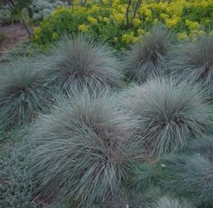 Ornamental Grasses