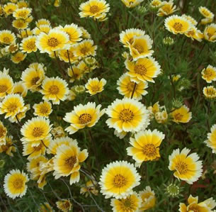 Low Water Perennials