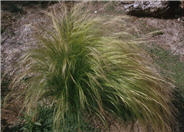 Mexican Feather Grass