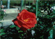 Rose selected cultivars