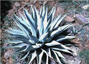 Couesii Century Plant