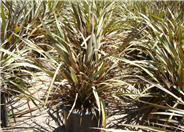 Red New Zealand Flax