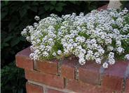 Sweet Alyssum