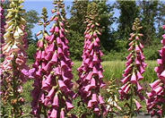 Common Foxglove