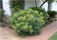 Bush Spurge