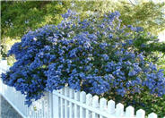 Concha Ceanothus, California Lilac