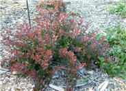 Crimson Pygmy Japanese Barberry