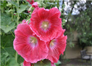 Hollyhock