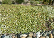 Ground Cover Myoporum