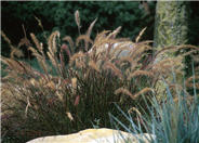 Dwarf Red Fountain Grass