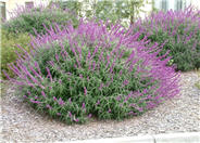 Mexican Bush Sage, Mexican Sage