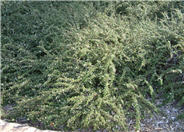 Pyrenees Cotoneaster