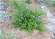 Blue Blossom Ceanothus