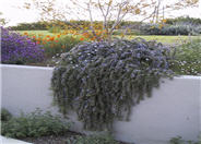 Irene Creeping Rosemary