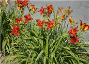 Daylily (hybrid selection)