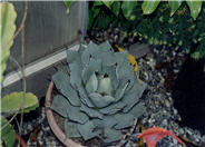 Parry's  Agave, Orange Century Plan