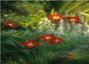 Rojo Alto Daylily