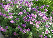 Magnificum Geranium
