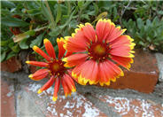 Monarch Blanket Flower