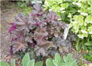 Chocolate Ruffles Coral Bells