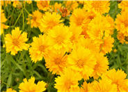 Double Sunburst Coreopsis/Tickseed