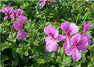 Ivy Geranium