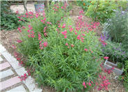 Ruby King Penstemon (deep pink)