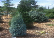 Sod Area