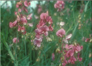 Annual Sweet Pea