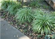 Variegated Lilyturf