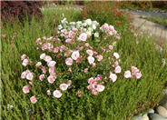 Shrub Pink Floribunda Rose