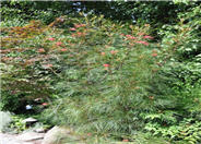 Long John Grevillea