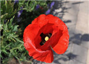 Flanders Poppy